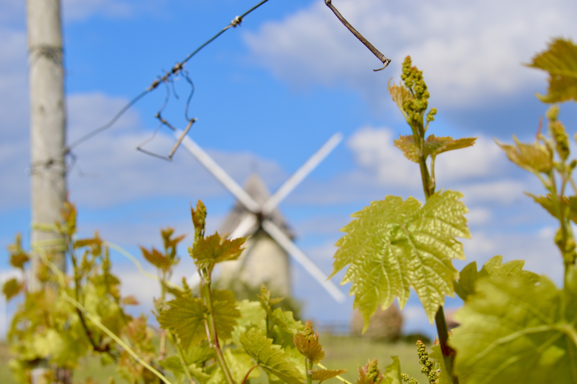 Un Vignoble Exceptionnel