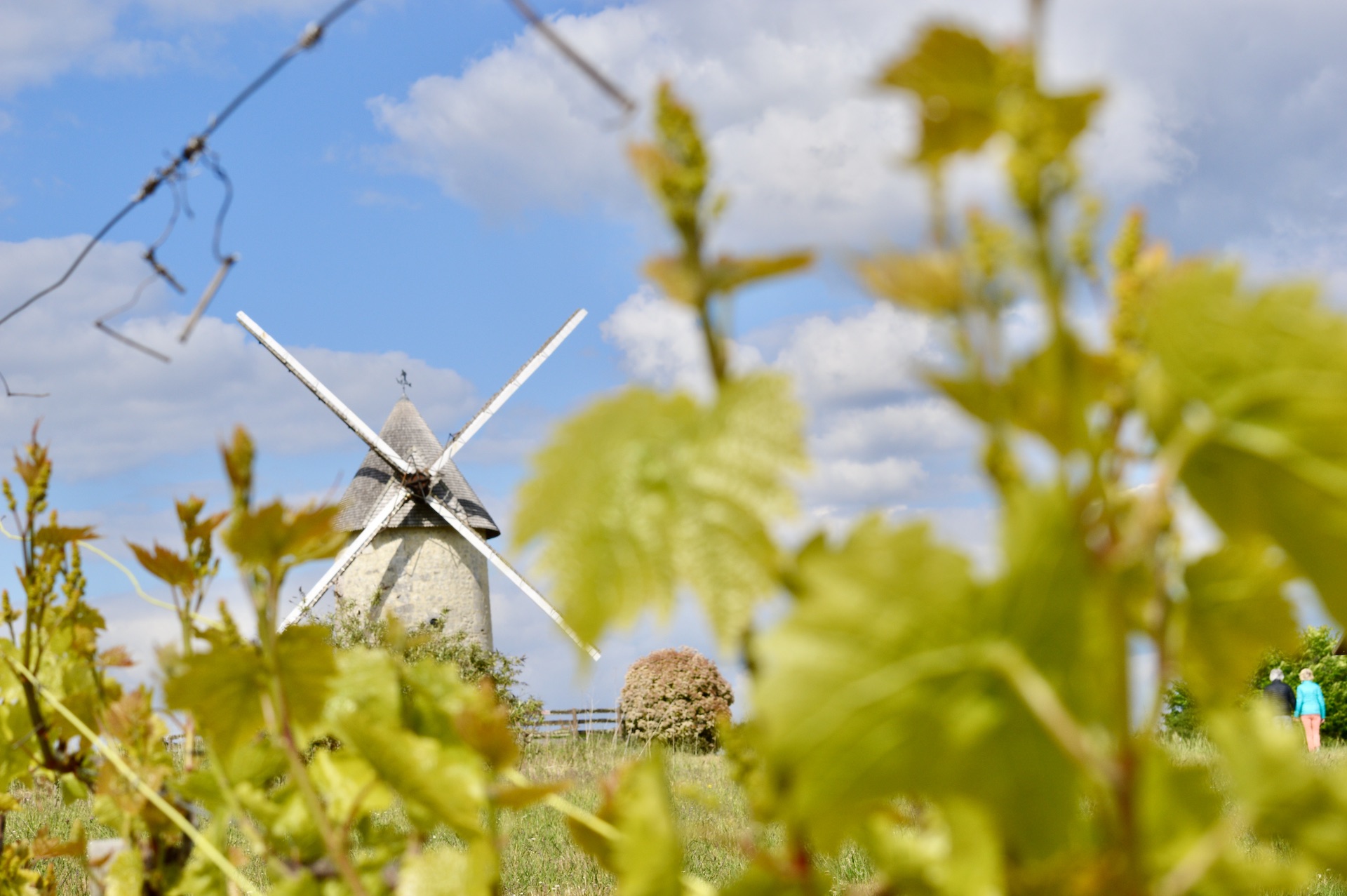 des feuilles de vignes floues de Cognac, on aperçoit le moulin du Cluzelet de Jonzac, location thermale jonzac, jonzac, location thermes, location jonzac, thermes des Jonzac, résidence czarny